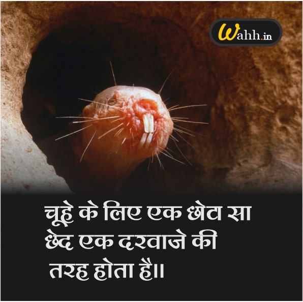 Rat Quotes In Hindi