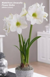 Matterhorn Amaryllis flower bulbs