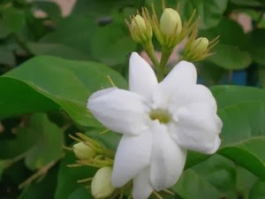 Benih Bibit Bunga Melati / Jasmine