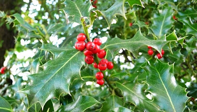 Curiosidades do Azevinho - ILex aquifolium