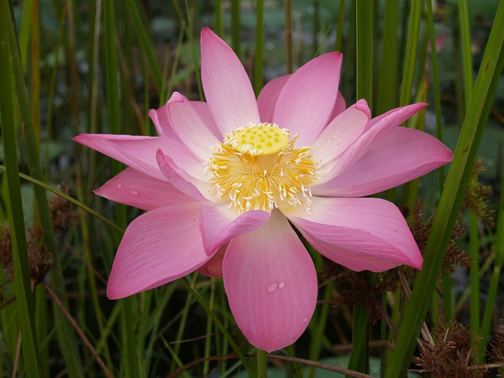 Gambar Bunga Lotus