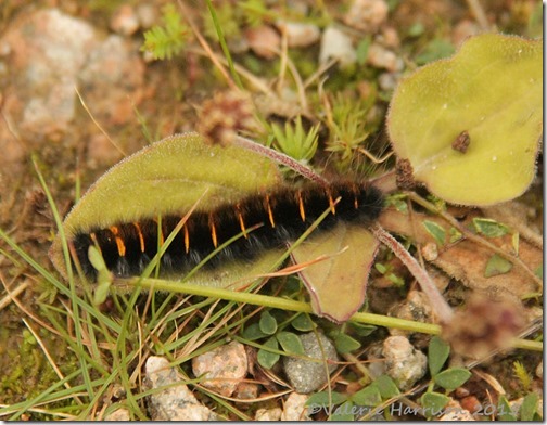 Fox-moth-caterpillar