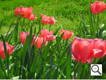 Canon 110 HS Sample Image