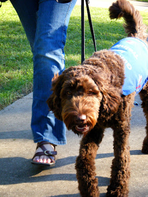 Alfie walking in his jacket at my side, happy look on his face, tail high and wagging