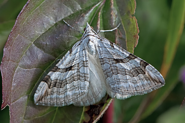 Aplocera efformata the Lesser Treble-bar moth