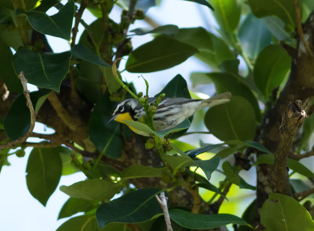 Yellow-throated Warbler - Fort De Soto Park, Florida