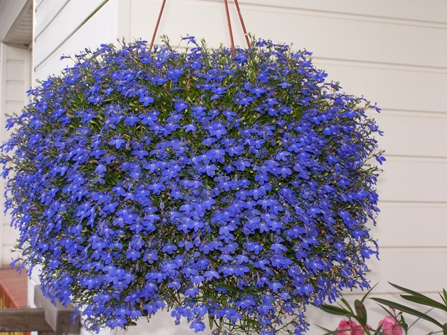 Hạt giống hoa Thúy Điệp / Hoa Cúc Lobelia