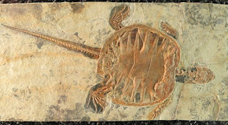 Evolutionists try to explain away soft tissues, biomolecules, and more because those things threaten deep time. Cells from a turtle fossil are added to the growing list.