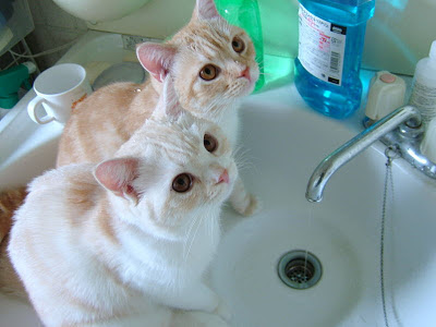  amazing cats