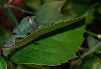 Saltamontes verde (Anacridium aegyptium).