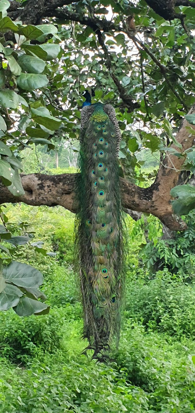 Peacock in the jungle