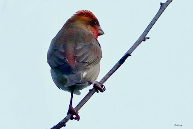 Common Rosefinch - passage migrant