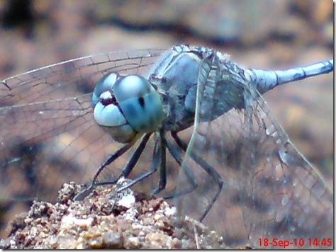 small blue dragonfly 8