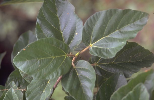 THIBBUN NABAWI: BUAH TIN