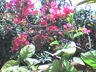 bougainvilla bougainvillas bouganvilla india flowers