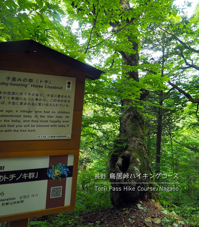 鳥居峠ハイキングコースの子産みのトチ