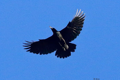 Large-billed Crow -Local resident