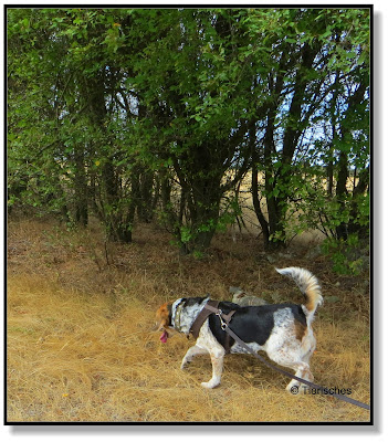 Herbstspaziergang mit Hund