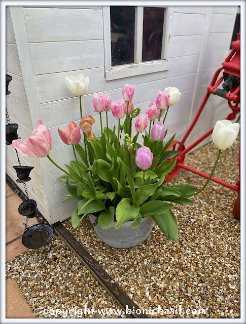 The BBHQ Midweek News Round-Up ©BionicBasil® Gorgeous BBHQ Tulips