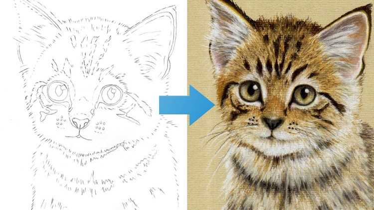 Draw a Kitten using Pastel Pencils Udemy Coupon