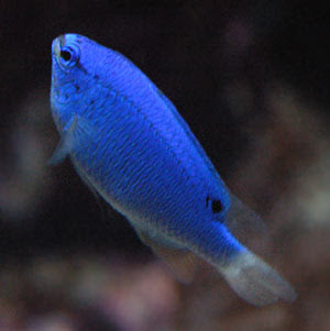 Blue Fish