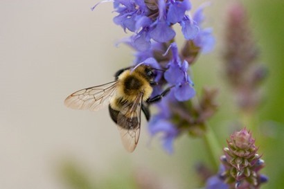 bee-flower-iowa-city.jpg.653x0_q80_crop-smart