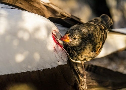 Tentilhão vampiro - um pequeno pássaro, de bico muito fino, que adquiriu, a capacidade de perfurar a pele de outras aves para beber seu sangue.