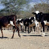 Producción de leche baja 60% por sequía