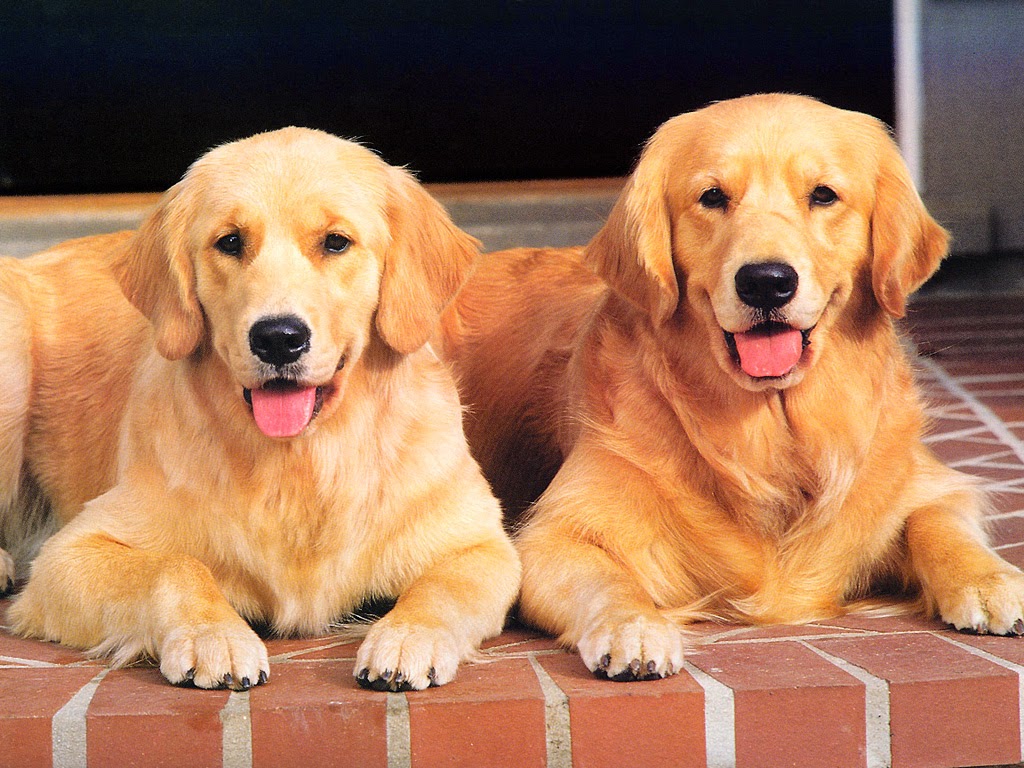 The Golden Retriever,dog - GolDen Retriever Pics 15