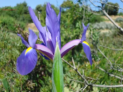 Iris / ⵜⴰⴼⵔⵓⵜ |  ⵜⴰⴱⵅⵉⵡⵜ | ⴰⵎⴻⵎⵎⵓ | ⴰⵙⵍⵉⵏ / tafrut | tabxiwt | amemmu | aslin / Iris /  سوسن / Iridacées (Iridaceae)