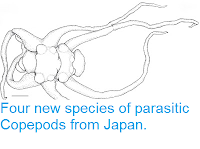 http://sciencythoughts.blogspot.co.uk/2013/04/four-new-species-of-parasitic-copepods.html