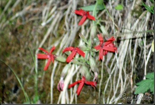 CCMP_ScarletCatchfly2