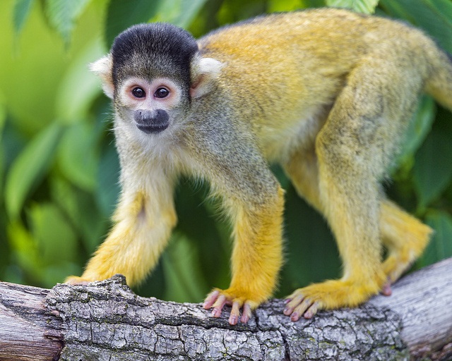 pictures of cute monkeys