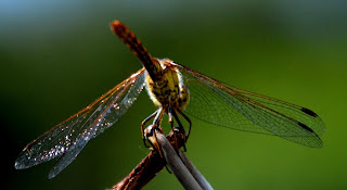 Libelle, Odonata, , Libellen, dragonfly, Libélula, libellule, Стрекоза, vaterpas, raspoloženje, либела, Libellenlarven, Libellenarten, libellenbilder, Vesilood