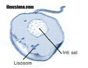  Pertanyaan inilah yang akan kita jawab melalui artikel ini Lisosom Sel dan Fungsi Lisosom