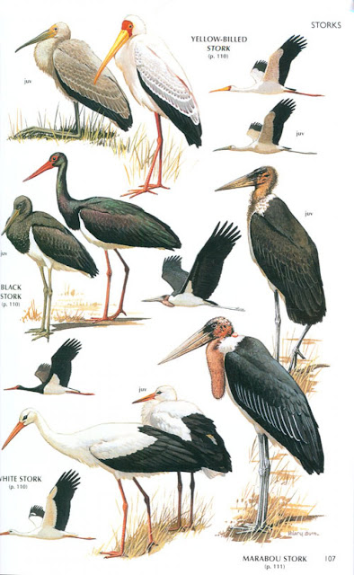 Birds Of Texas Field Guide