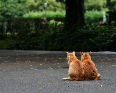 Cats -HD Picture-1280x1024-06
