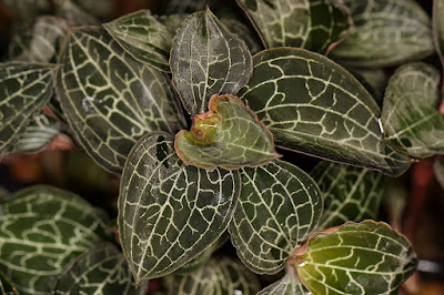 Anoectochilus - Marbled Jewel orchid care and culture