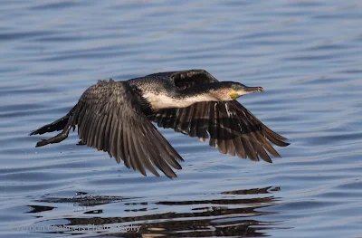 White-breasted cormorant : Diep River / Woodbridge Island