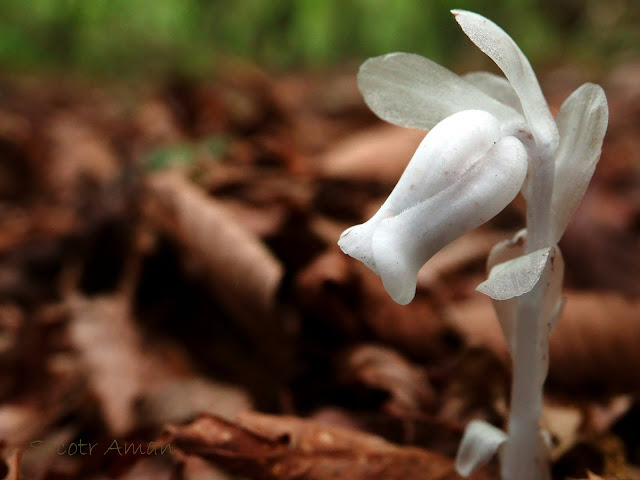 Monotropastrum humile