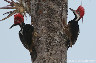 Lineated Woodpeckers