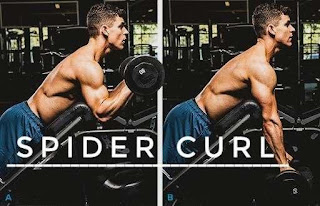 Top 5 bicep exercise-spider curl