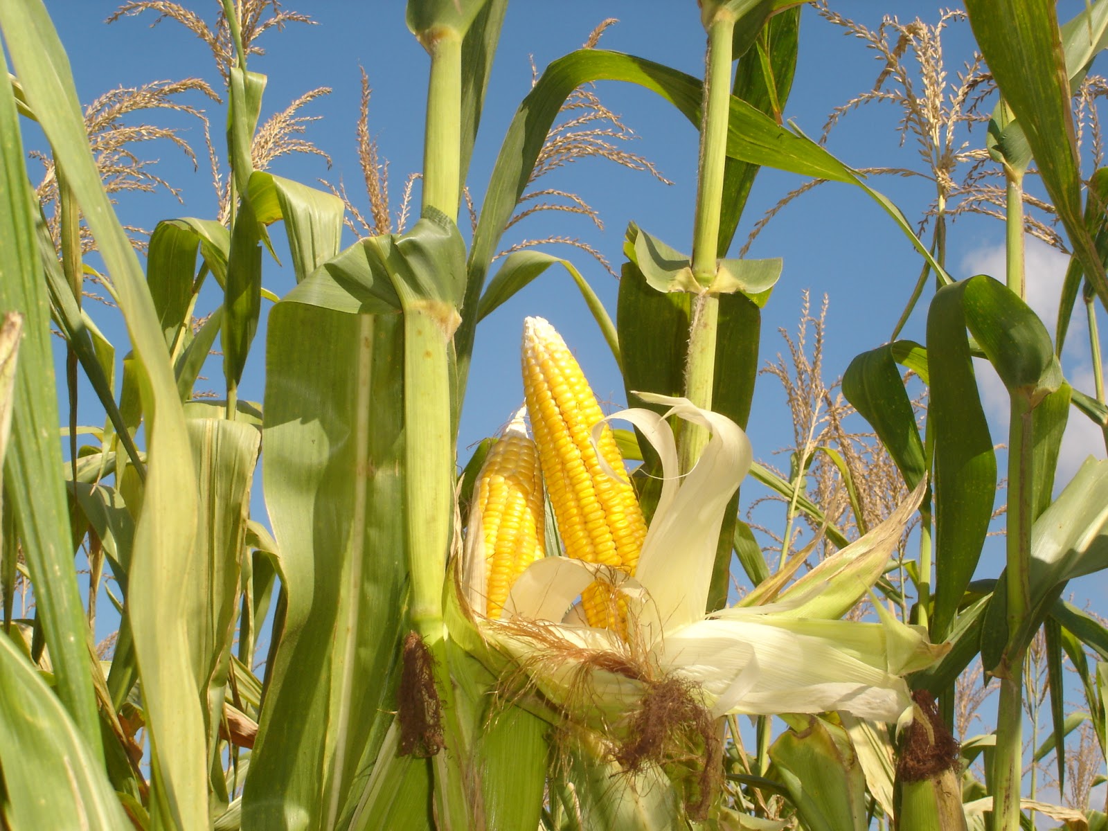 Pada saat Cuaca Panas Daun Jagung  Menggulung dengan Tujuan 