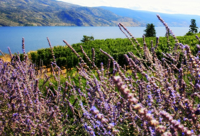 Lavender vineyards at Greata Lavender vineyards at Greata