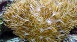 Biodiversité xénia
