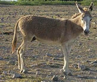 Donkey Image Gallery