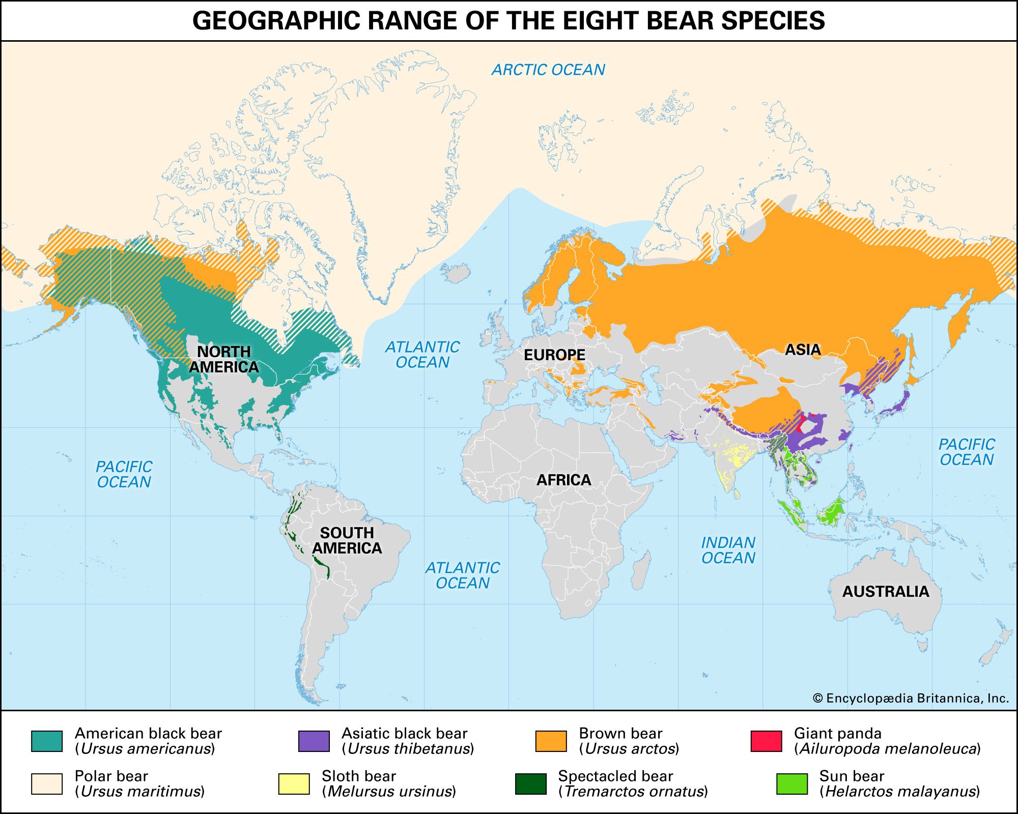 Geographic range of different bears species