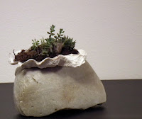 Oyster shell with succulent plants on crystalline calcite rock