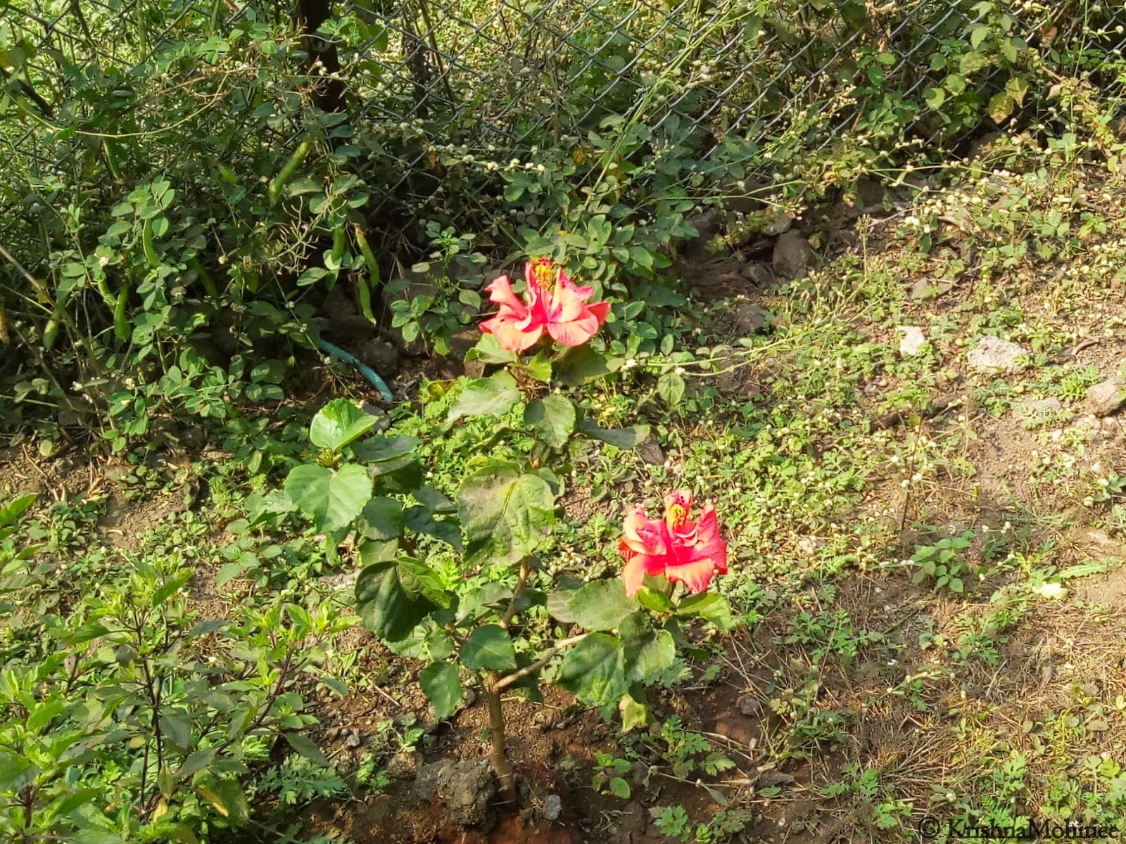 Image: Jaswand Flowers