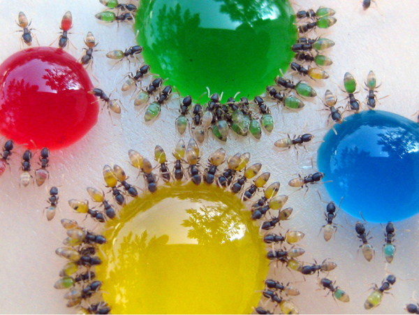 http://thatslikewhoa.com/transparent-colourful-ants/